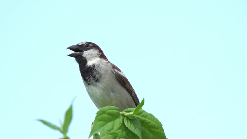 Male house sparrow bird (Passer domesticus) sitting on a branch twig, which is a common garden bird found in the UK and Europe, songbird close-up stock video footage