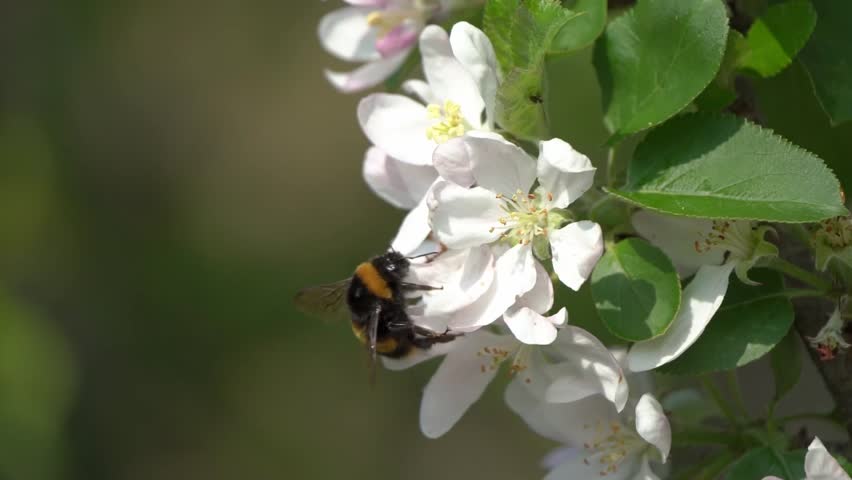 Buff-tailed bumblebee (Bombus terrestris) a bee flying insect found in the UK and Europe which has yellow bands across its abdomen and a white tail, wildlife nature stock video footage clip