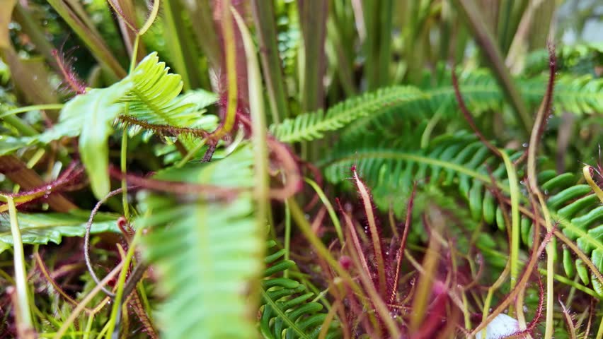 Close-Up of Pitcher Plants Growing in a Bog Garden Carnivorous Plants Insect Eating Plant  