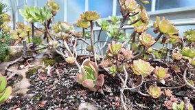 Close-Up Aeonium Succulent Plants in Greenhouse Drought Tolerant Plant - Powered by Shutterstock - Get 15% off with code: PIKWIZARD15