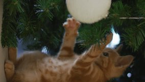 Animation of confetti falling over kitten playing with white bauble on christmas tree. christmas, tradition and celebration concept digitally generated video. - Powered by Shutterstock - Get 15% off with code: PIKWIZARD15