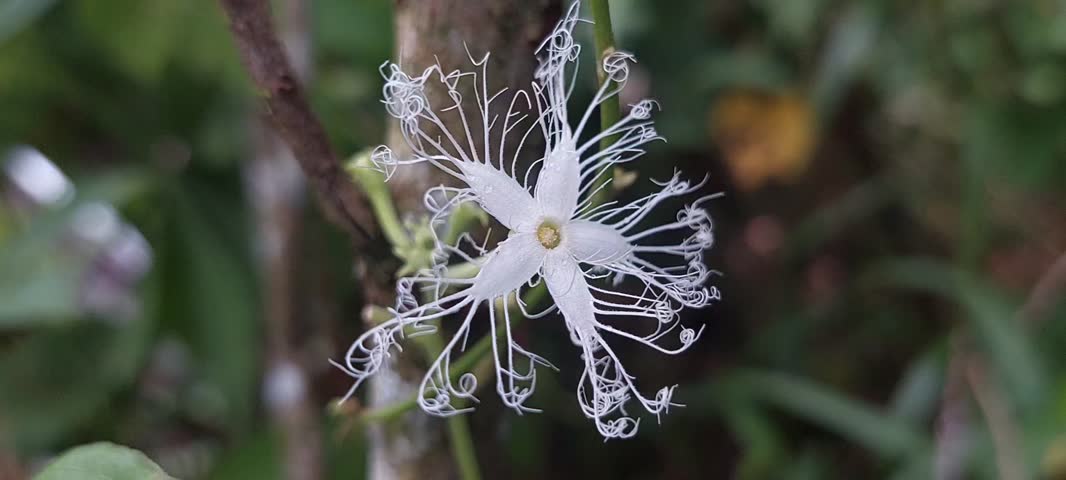 the appearance of white flowers that are uniquely shaped and beautiful with blur background.  Video taken in Passo, Ambon island, mollucas province, east Indonesia in July 31,2025.