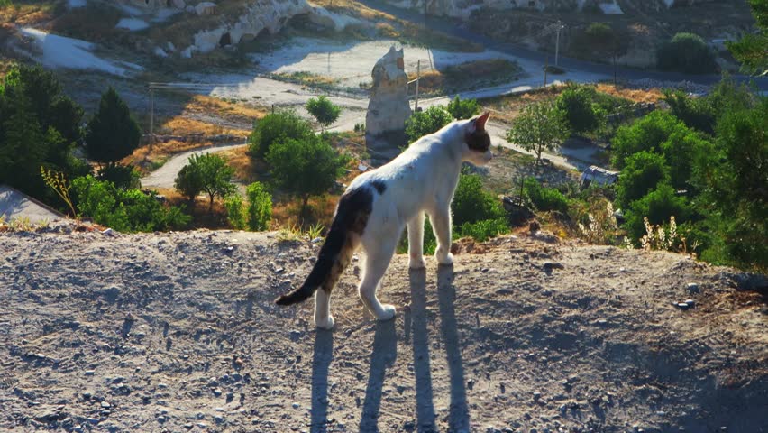 A cute tabby cat walks along.