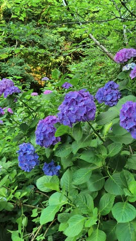 Close-up of a stunning blue hydrangea with a hint of purple, showcasing the individual petals and the overall symmetrical beauty of the flower head. The image conveys a sense of tranquility.