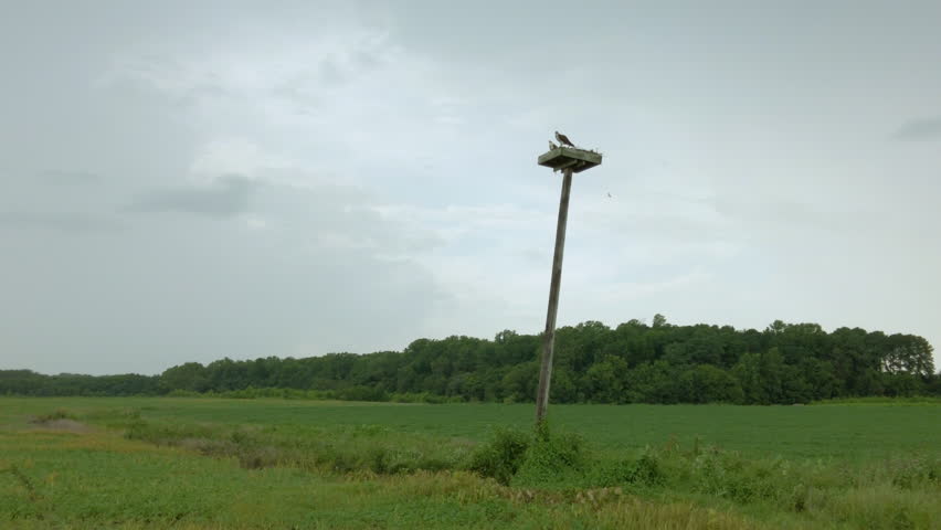 Osprey with baby in next takes flight Maryland Chesapeake Bay