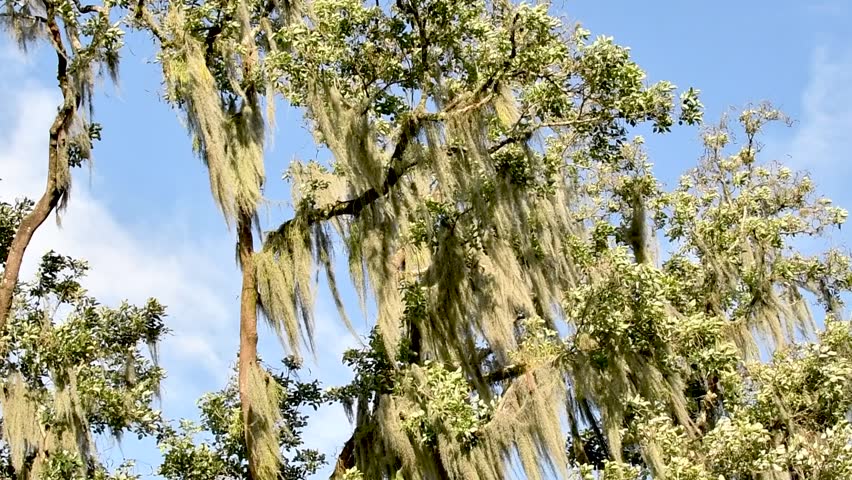 Wind playing with the branches of trees adorned with Tillandsia usneoides on a sunny day with blue sky