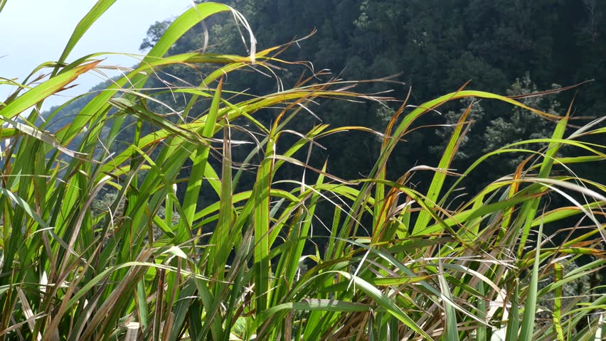 Lush green grass, blown by the wind, grows on the high slopes of the hill.