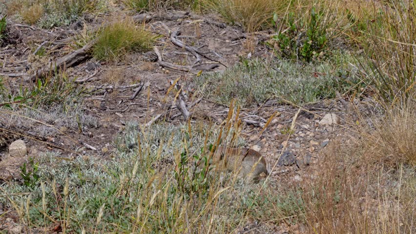 A 4K wildlife clip shows a ground squirrel perched partly hidden in meadow grass in Yosemite, then suddenly sprinting out of frame. Captures authentic, playful rodent behavior for nature projects.