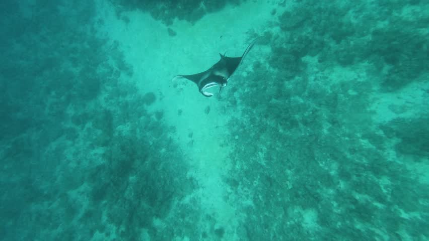Graceful Manta Ray Gliding in Open Ocean – Maldives Snorkeling Experience
