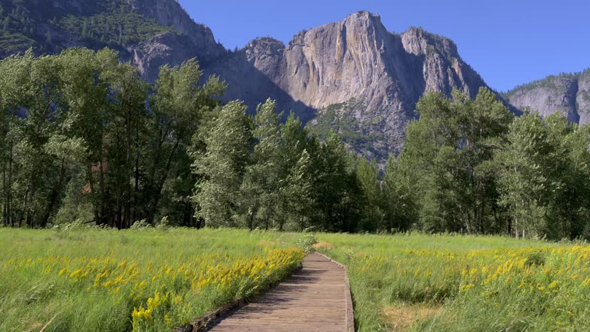 Cook–Sentinel Meadows dotted with wildflowers, one of the park’s classic viewpoints of Yosemite Falls