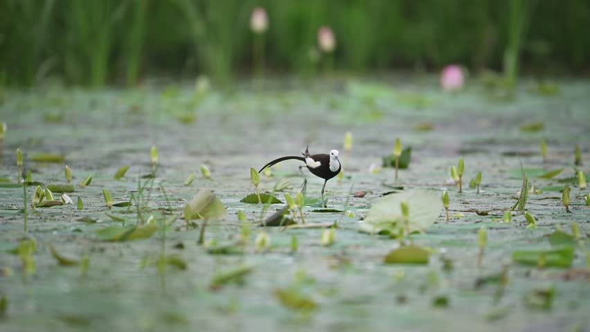 A wide scenic shot of a Pheasant-tailed Jacana elegantly walking across floating water lily leaves in a tranquil wetland habitat.