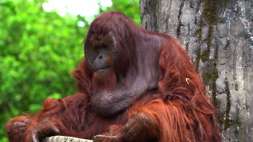 Close up shot of a male Borneon Orangutan (Pongo pygmaeus) resting on treetop.