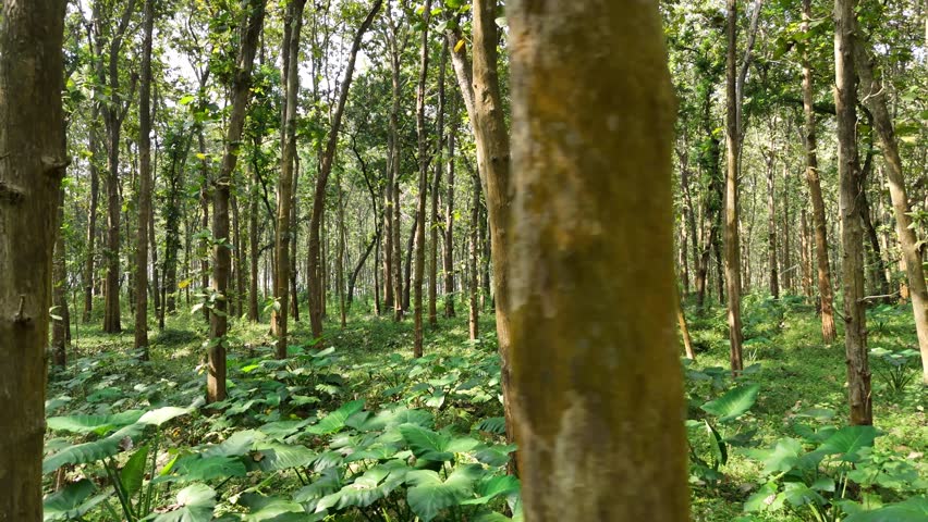 Serene Forest Landscape with Dense Trees and Lush Green Undergrowth in Woods