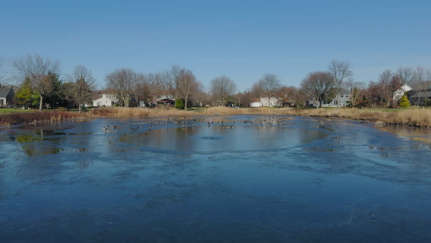 Large group of ducks swim in the icy water in a hole in a frozen lake on suburb. Wide view