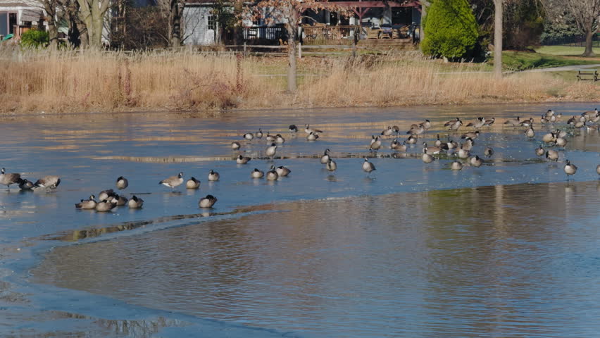Large group of ducks swim in the icy water in a hole in a frozen lake on suburb. Zoom view