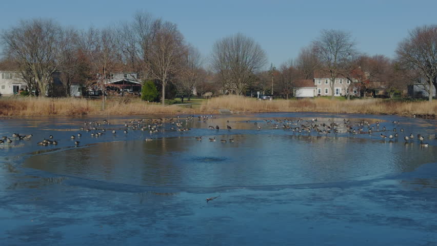 Large group of ducks swim in the icy water in a hole in a frozen lake on suburb. 