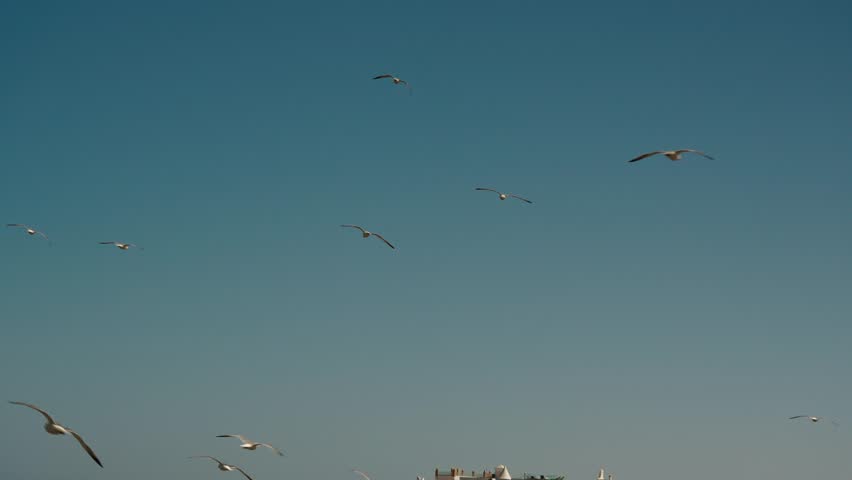 Flock Of Seabirds On The Coastal Town Of Essaouira, Morocco. Slow Motion Shot