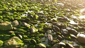 Rocky shoreline with green seaweed and waves - Powered by Shutterstock - Get 15% off with code: PIKWIZARD15