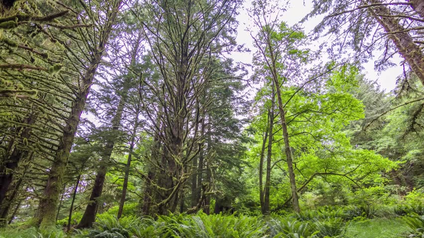 Footage shows a pine forest with tall trees having thin and sharp leaves, located along Clatsop Loop Trail in Oregon, a popular hiking destination.