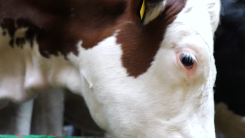 Close up to eye of beautiful mammal animal on milk factory. Well-groomed cow feeding by dry grass at modern dairy farm. Kine eating fodder at cowhouse. Agriculture industry and livestock husbandry