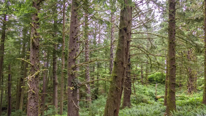 Footage shows a pine forest with tall trees having thin and sharp leaves, located along Clatsop Loop Trail in Oregon, a popular hiking destination.