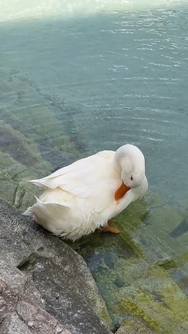 ducks swimming in the lake