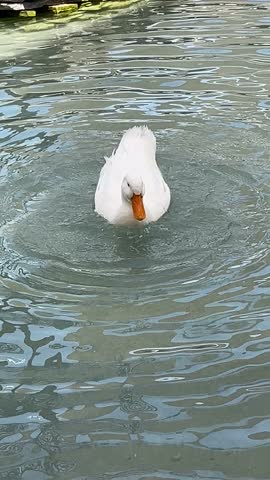 ducks swimming in the lake