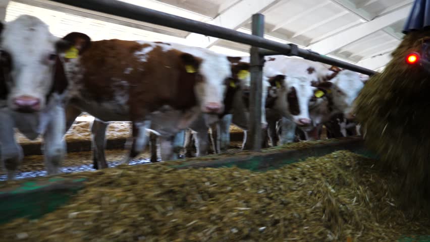 Tractor spreading silage to feeding herd of cows at milk factory. Friendly mammal animals eating fresh forage at dairy factory. Concept of agriculture industry and livestock husbandry. Slow motion.