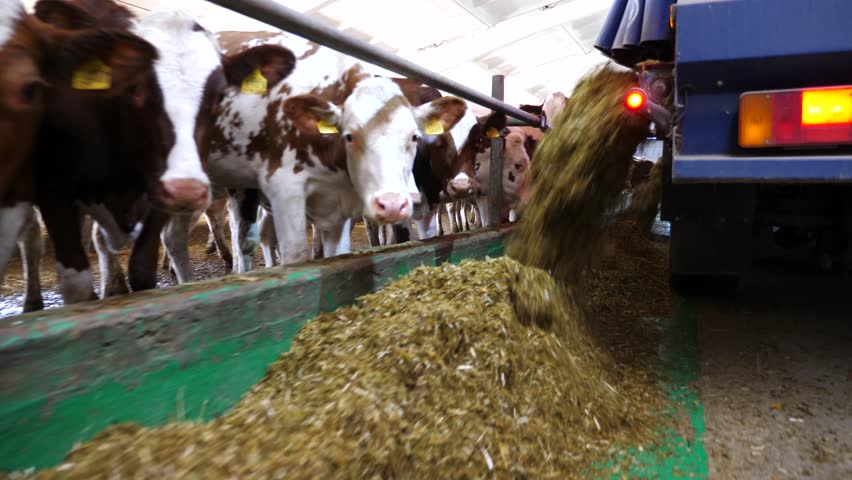 Tractor spreading silage to feeding herd of cows at milk factory. Friendly mammal animals eating fresh forage at dairy factory. Concept of agriculture industry and livestock husbandry. Slow motion.