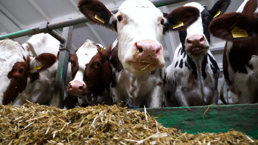 Row of cattle chewing fodder at milk factory. Curious cows look into camera eating hay on modern dairy farm. Herd of kines feeding be silage at cowshed. Agriculture industry and animal husbandry.