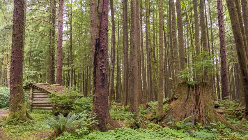 Footage captures a small wood cabin in the Pacific Northwest forest, along the Clatsop Loop Trail in Oregon. Surrounded by mossy ground and dense tree cover, it exudes solitude.
