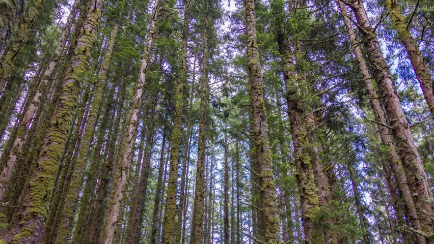 Footage shows a rich forest scene with waterfalls in Silver Falls State Park, Oregon. Located in the Cascade Mountains foothills, it