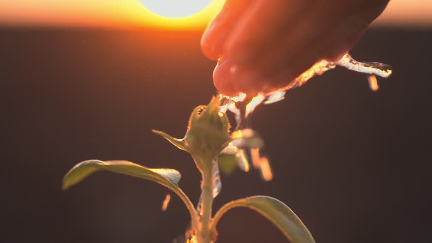 Growing flower in garden or field, closeup view of water flowing from hands. Care about ecology and unity with nature, child watering young plants from palms, agriculture and agronomy, agribusiness
