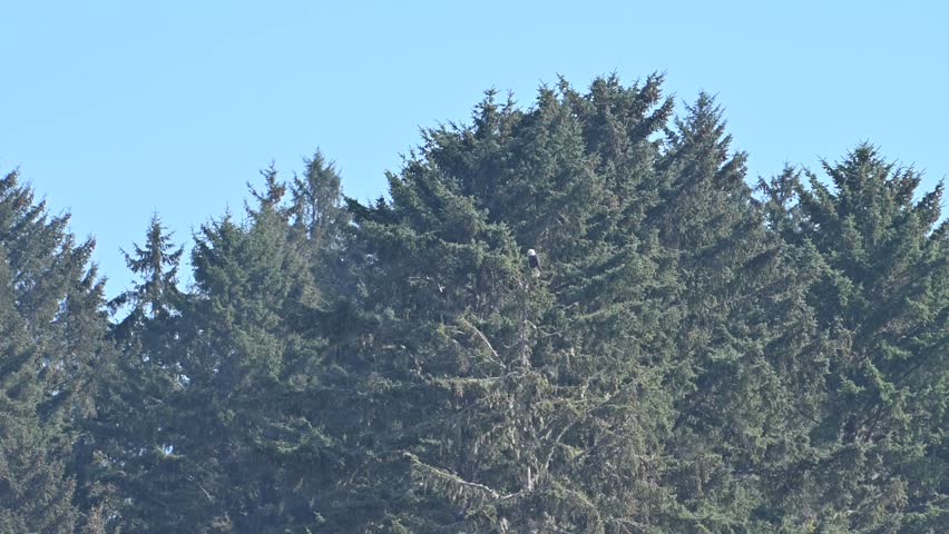 Smooth aerial shot of evergreen treetops set against a clear blue sky in Olympic National Park, Washington.
