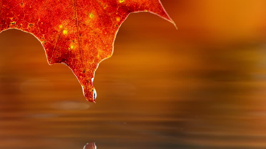 Super slow motion of falling water drops from autumn maple leaves, macro. Filmed on high speed cinema camera, 1000 fps.