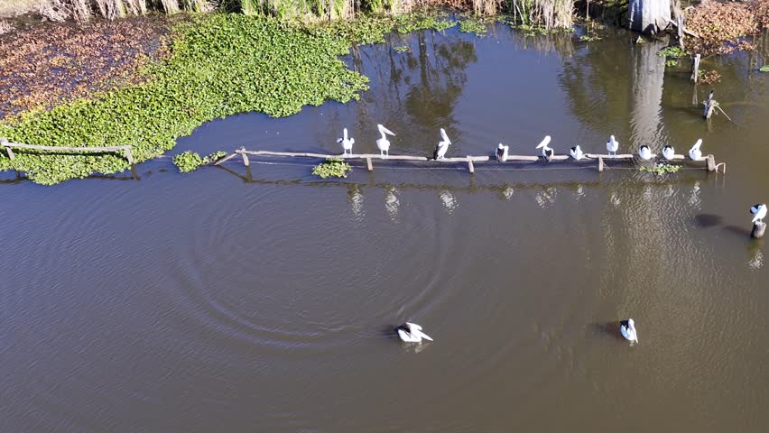 A group of Australian pelicans perched on a log suddenly take flight over a calm lake, captured in bright natural daylight from an aerial perspective