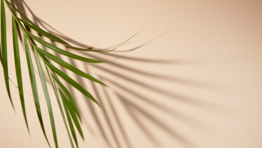 Super slow motion shot of moving palm leaves on pastel background . Filmed on high speed cinematic camera at 1000 fps