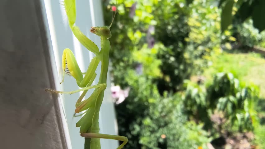 praying mantis. Mantis religiosa, The green praying mantis is in danger. big green insect. praying mantis on hand.