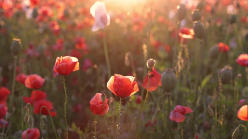 Walk in the poppy field. Camera moves between the flowers of red and white poppies.
