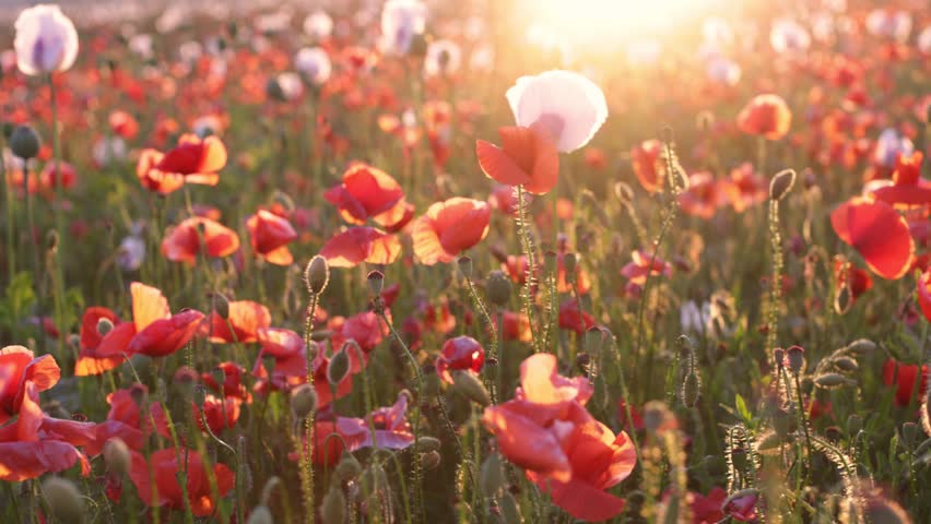 Walk in the poppy field. Camera moves between the flowers of red and white poppies.