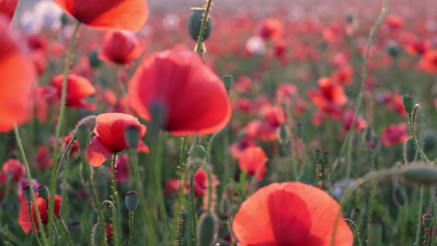Walk in the poppy field. Camera moves between the flowers of red and white poppies.