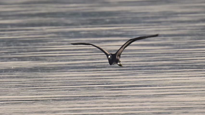 Western reef heron flying over the shallow marsh land 