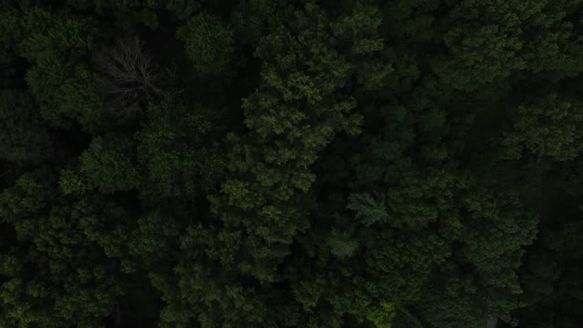 4K Drone Aerial of Lush Forest Canopy in Ojibway Park, Windsor Ontario