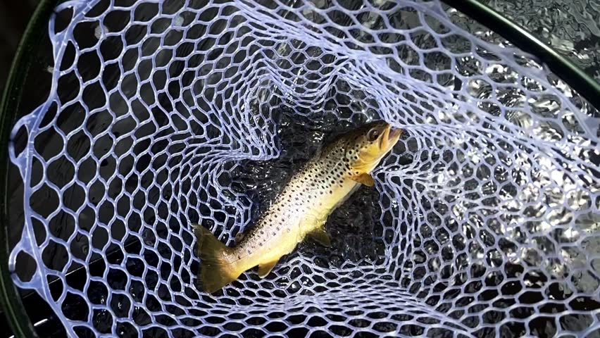 Slow motion shot of a brown trout in a fishing net.
