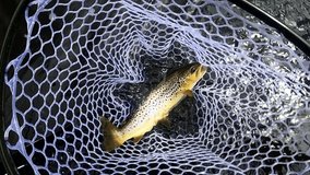 Slow motion shot of a brown trout in a fishing net. - Powered by Shutterstock - Get 15% off with code: PIKWIZARD15
