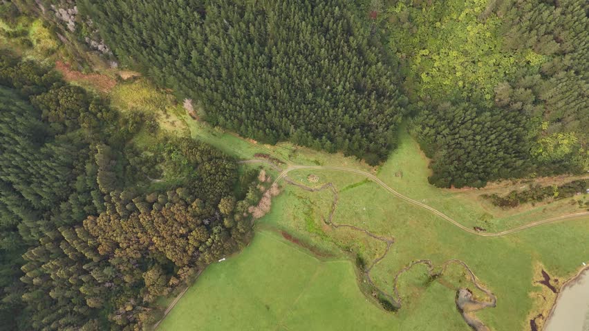Dense green pine forest covering rolling hills near Picton, South Island of New Zealand, small stream in valley. Aerial top-down pov
