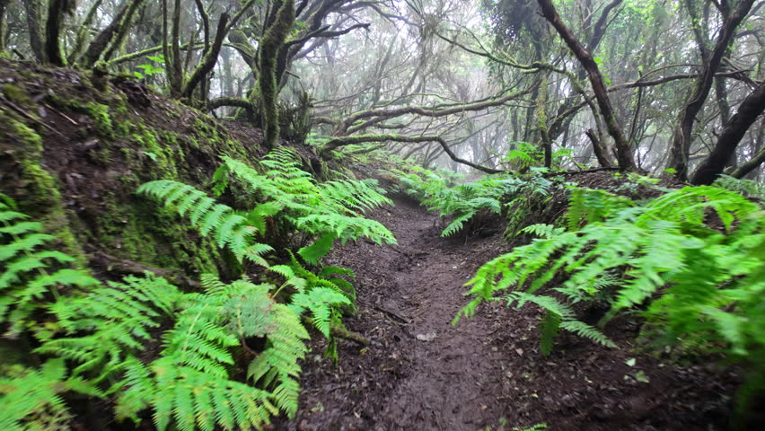 Lush green forest trail in Parque Rural de Anaga, calm and serene