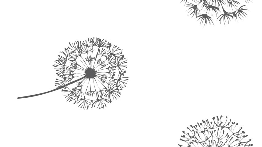 Animation of black dandelion clocks on white backgroud. fashion and accessories background pattern concept digital animation.