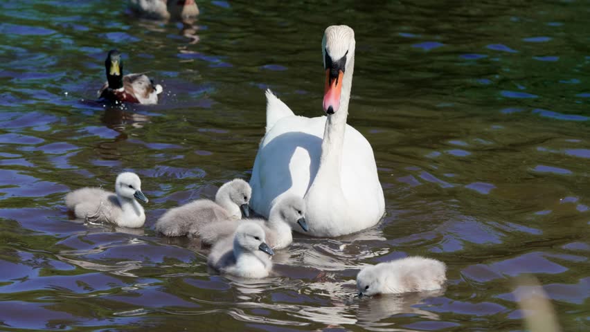 Small grey cygnets swim and feed in a pond with their mother and other pond dwellers.
Close-up.