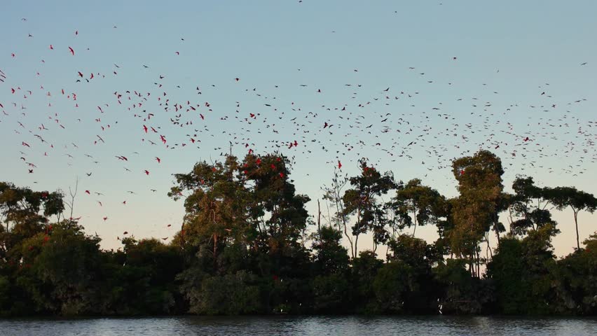 Fock Of The Scarlet Ibis In Parnaiba Piaui Brazil. Large Flock Of Pink Flamingos Are Flying Over A Beautiful Lagoon. Forest Trees Amazon Green. Outdoor Amazon Panoramic. Parnaiba Piaui.